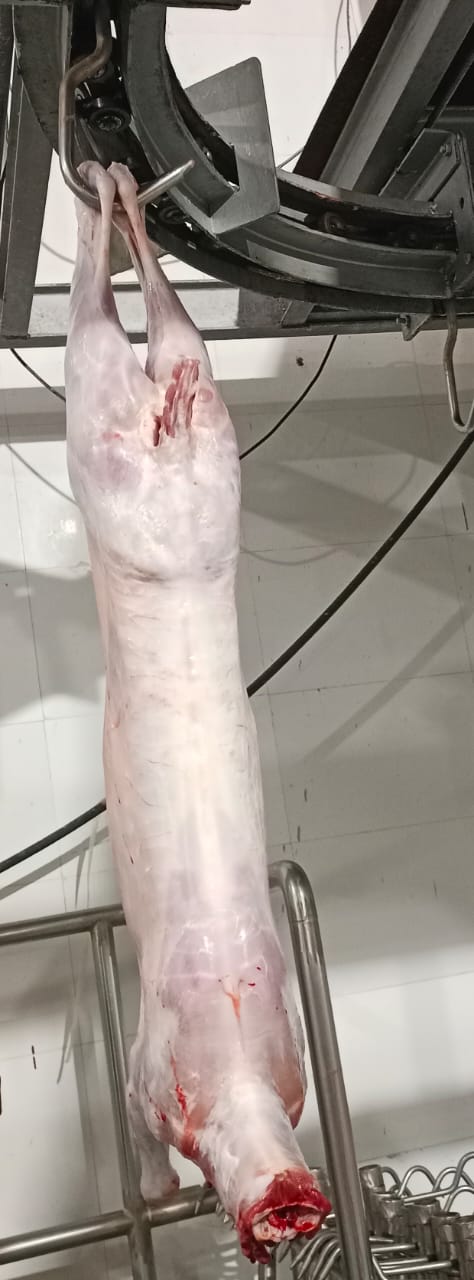 Whole Lamb